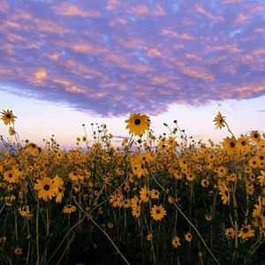 越南极品少妇XXXXⅩ喷水
